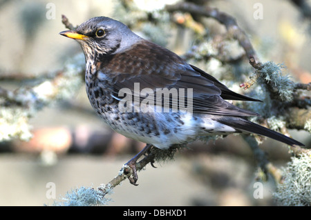 En hiver.Fieldfare f turdus fieldfare grive hiver oiseaux oiseaux migrateurs grives faune nature Banque D'Images