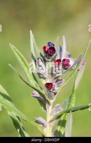 Houndstongue ; Cynoglossum officinale ; Burnham on Sea, Royaume-Uni Banque D'Images