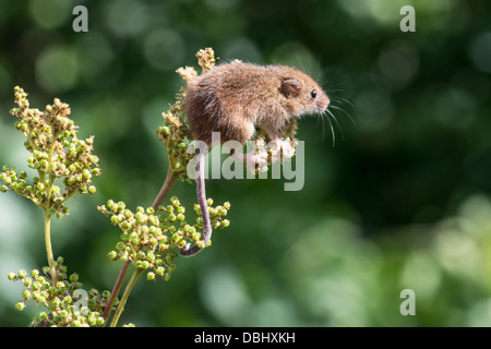 La souris de récolte est assise sur la tête de fleur Banque D'Images