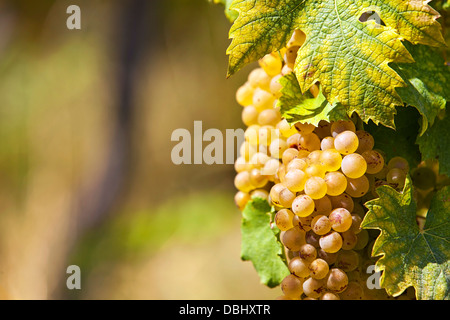 De raisin blanc à la lumière du soleil avec en arrière-plan vignoble Banque D'Images