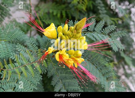 Caesalpinia gilliesii oiseau de paradis jaune Banque D'Images