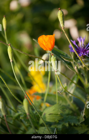 Orange Pavot de californie Eschscholzia Bleuet bleu avec en arrière-plan Banque D'Images