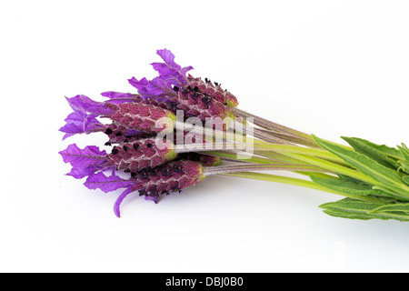 Fleurs Lavande à violet sur fond blanc, Lavandula stoechas Banque D'Images