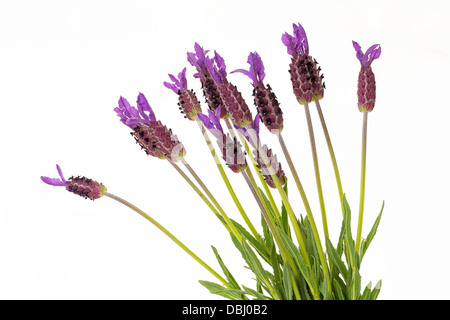 Fleurs Lavande à violet sur fond blanc, Lavandula stoechas Banque D'Images