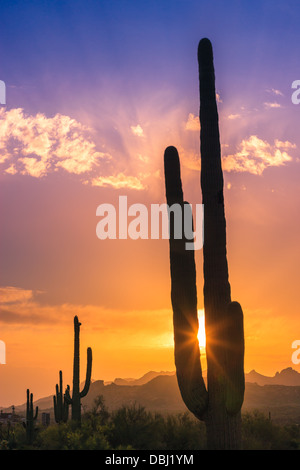 Saguaro Cactus au coucher du soleil dans la région de Lost Dutchman State Park, Arizona, USA