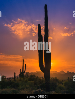 Saguaro Cactus au coucher du soleil dans la région de Lost Dutchman State Park, Arizona, USA Banque D'Images