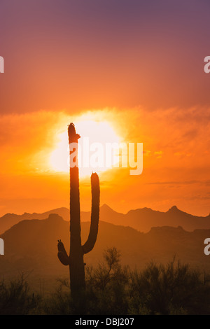 Saguaro Cactus au coucher du soleil dans la région de Lost Dutchman State Park, Arizona, USA