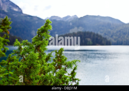 Juniper.lac Noir . Parc national dans les montagnes du Monténégro Banque D'Images