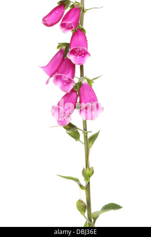 Libre de la digitale pourpre, Digitalis purpurea (Politique digitale), fleurs blanches isolées contre Banque D'Images