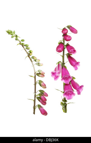 La digitale pourpre Digitalis purpurea (Politique digitale), de bourgeons et de fleurs blanches isolées contre Banque D'Images