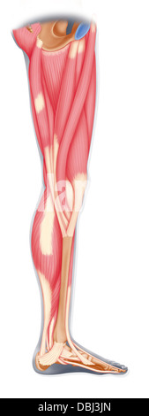 Les muscles des membres inférieurs, dessin Banque D'Images