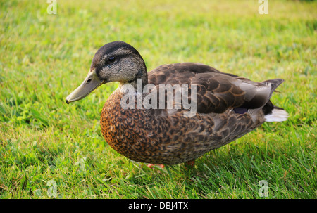 Canard colvert femelle sur fond d'herbe Banque D'Images