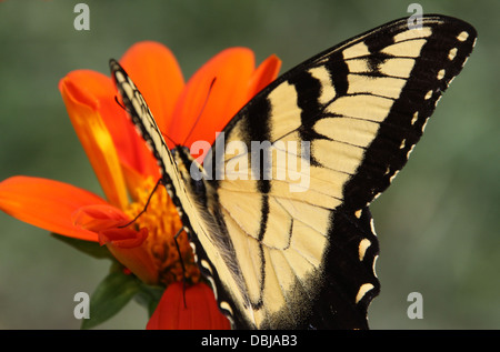 Swallowtail butterfly pollinisent la fleur. Banque D'Images