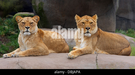 Paire de lions femmes veillaient Banque D'Images