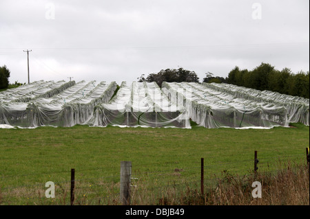 La culture fruitière de Tasmanie Banque D'Images