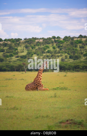 Le Masai Giraffe. Giraffa camelopardalis tippelskirchi. Kinyei Ole Conservancy. Le Kenya, l'Afrique. Banque D'Images