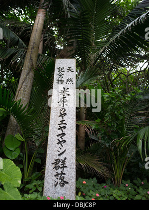 Yonehara Palm Grove, Okinawa, l'Île Ishigaki Banque D'Images