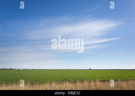 L'élevage agricole vaste acre de coton dans le centre de NSW Australie Banque D'Images