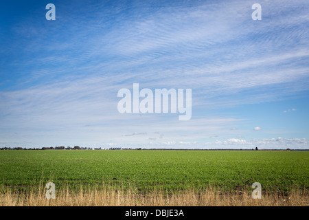 L'élevage agricole vaste acre de coton dans le centre de NSW Australie Banque D'Images