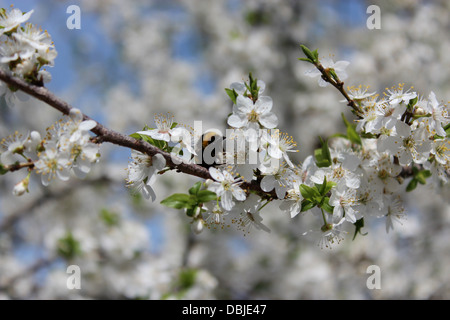 Droit de bumblebee sur l'arbre en fleurs de prune Banque D'Images