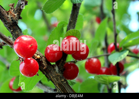 Droit de fruits rouges de Prunus tomentosa accroché à la direction générale Banque D'Images