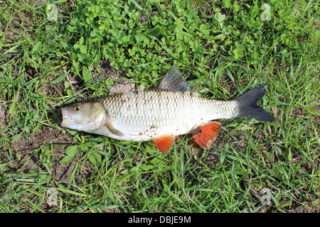 L'image de beaux poissons pêchés gravelier Banque D'Images