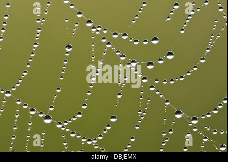Spider web dans la rosée du matin, Natura, Basse-Saxe, Allemagne, Europe Banque D'Images