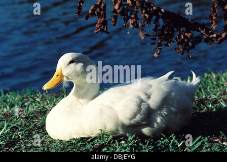 Canard domestique,se détend dans l'herbe d'un étang communal. La Floride aux États-Unis. Banque D'Images