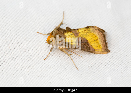 Laiton bruni spongieuse ; Diachrysia chrystis ; Formulaire Juncta ; Juillet ; UK Banque D'Images