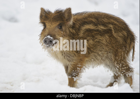 Marcassin dans la neige, Sus scrofa, Basse-Saxe, Allemagne, Europe Banque D'Images
