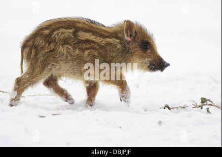 Marcassin dans la neige, Sus scrofa, Basse-Saxe, Allemagne, Europe Banque D'Images