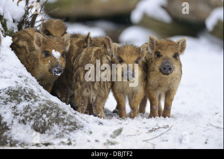 Les Jeunes sangliers dans la neige, Sus scrofa, Basse-Saxe, Allemagne, Europe Banque D'Images