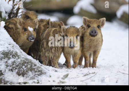 Les Jeunes sangliers dans la neige, Sus scrofa, Basse-Saxe, Allemagne, Europe Banque D'Images