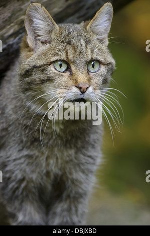 Chat sauvage, Felis silvestris, Bavaria, Germany, Europe Banque D'Images