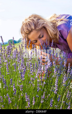 Young Woman Smelling Lavender Flowers In Field, Croatie, Dalmatie, Europe Banque D'Images