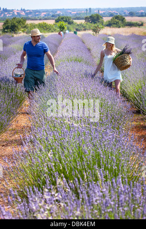 Jeune couple en champ de lavande, Croatie, Dalmatie, Europe Banque D'Images