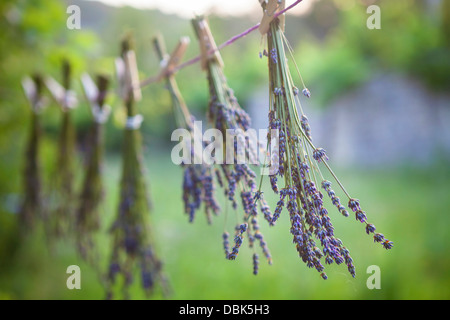 Bouquets lavande séchant au soleil, la Croatie, Dalmatie, Europe Banque D'Images