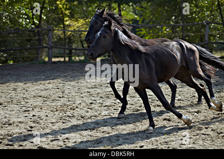 Les chevaux dans les enclos, la Baranja, Italy, Europe Banque D'Images