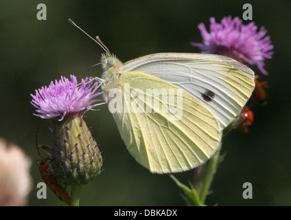 Petit papillon blanc du chou européen (Pieris rapae) Banque D'Images