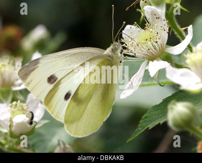 Petite femelle blanche du chou (Pieris rapae) se nourrissent d'une fleur blackberry Banque D'Images