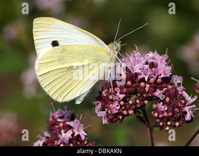 Petit blanc du chou (Pieris rapae) Banque D'Images