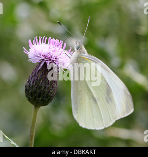 Petite femelle blanche du chou (Pieris rapae) Banque D'Images