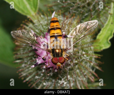 Episyrphus balteatus marmelade hoverfly (nourriture) sur une fleur Banque D'Images