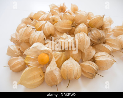 Physalis / Physalis peruviana Banque D'Images