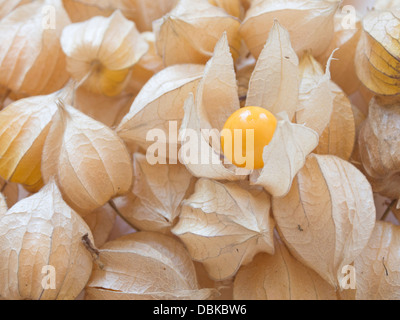 Physalis / Physalis peruviana Banque D'Images