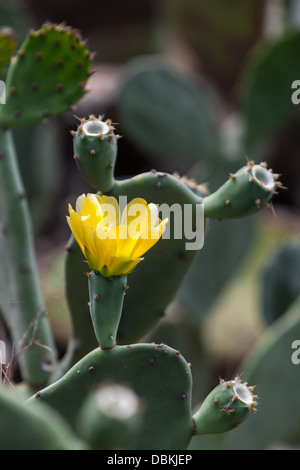 Fleur de cactus jaune. Selective focus Banque D'Images