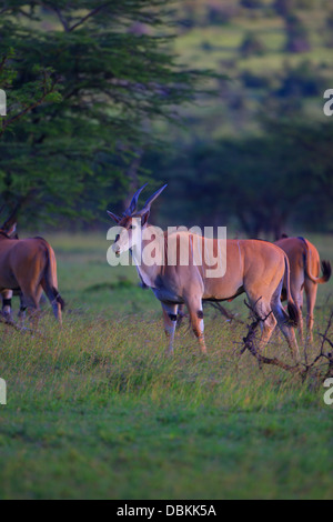 Eland -- la plus lente et la plus importante du monde Antilope. Ol Kinyei. Consvervancy Le Kenya, l'Afrique. Taurotragus oryx Banque D'Images