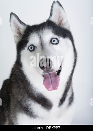 Siberian Husky aux yeux bleus sur fond blanc et neige Banque D'Images