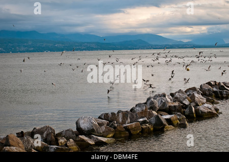 Près de brise-lames Pier, le Lac Léman ou le Lac Léman, Lausanne, Suisse, Europe de l'Ouest Banque D'Images