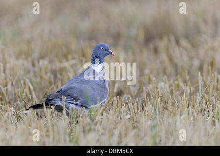 Bois sur un pigeon commun stubblefield, Columba palumbus, Basse-Saxe, Allemagne, Europe Banque D'Images